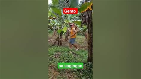 iyot sa sagingan|VIRAL .